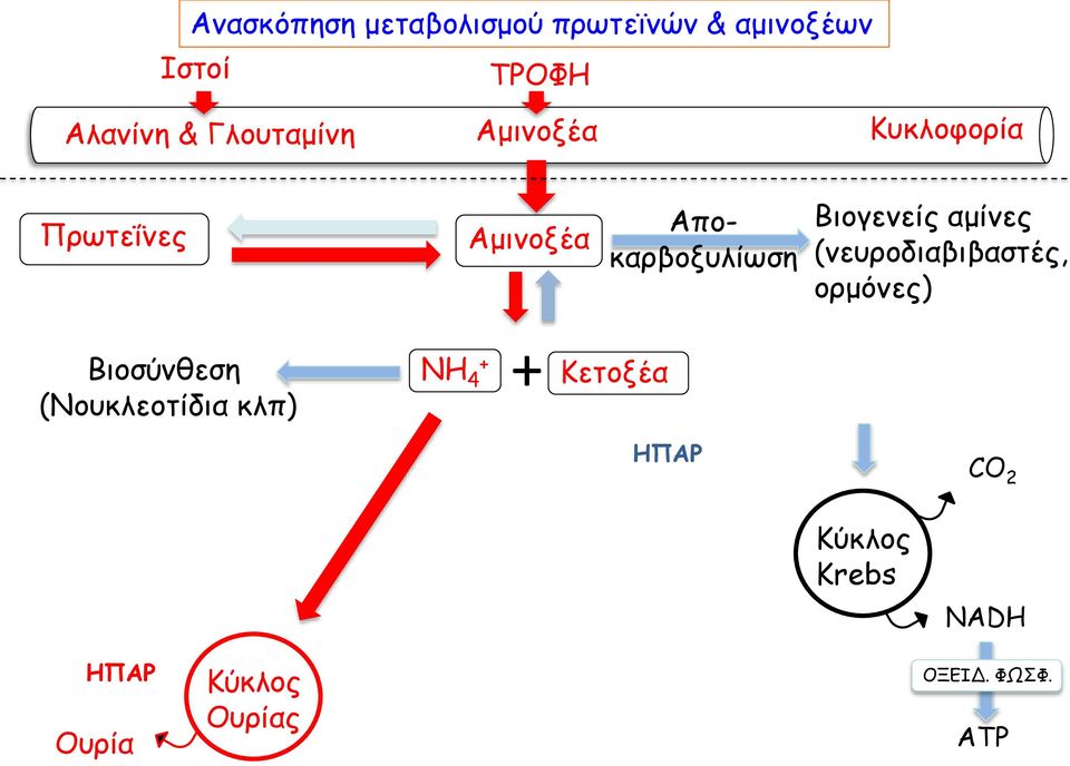 Βιογενείς αμίνες (νευροδιαβιβαστές, ορμόνες) Βιοσύνθεση (Νουκλεοτίδια