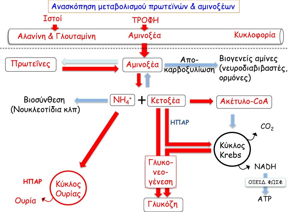(νευροδιαβιβαστές, ορμόνες) Βιοσύνθεση (Νουκλεοτίδια κλπ) ΝΗ 4 + + Κετοξέα ΗΠΑΡ