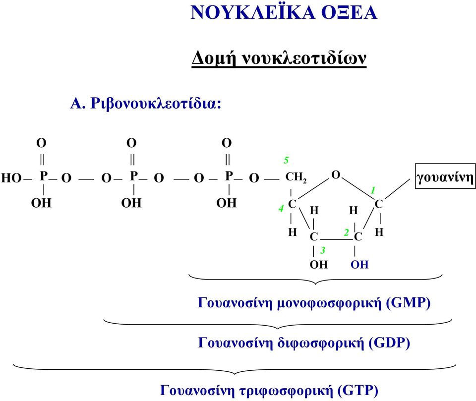 Γουανοσίνη μονοφωσφορική (GΜΡ) Γουανοσίνη