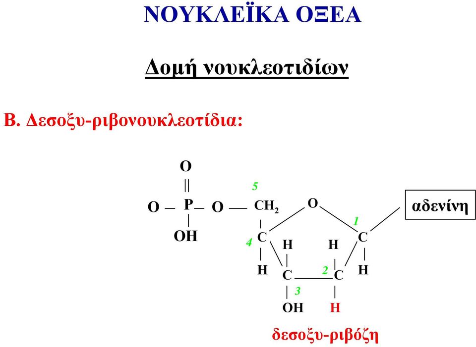 ΝΟΥΚΛΕΪΚΑ ΟΞΕΑ Δομή