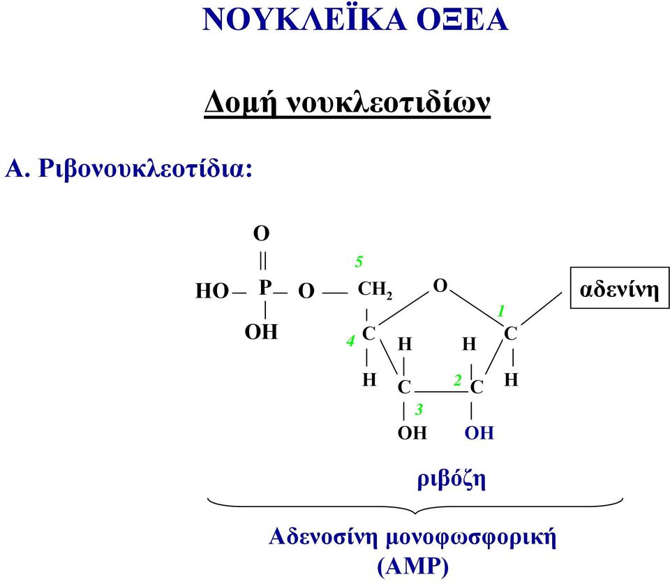 νουκλεοτιδίων Η Η 5 2 4 1