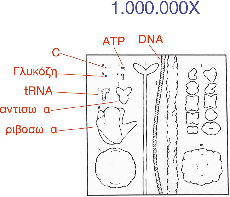 Γλυκόζη trna