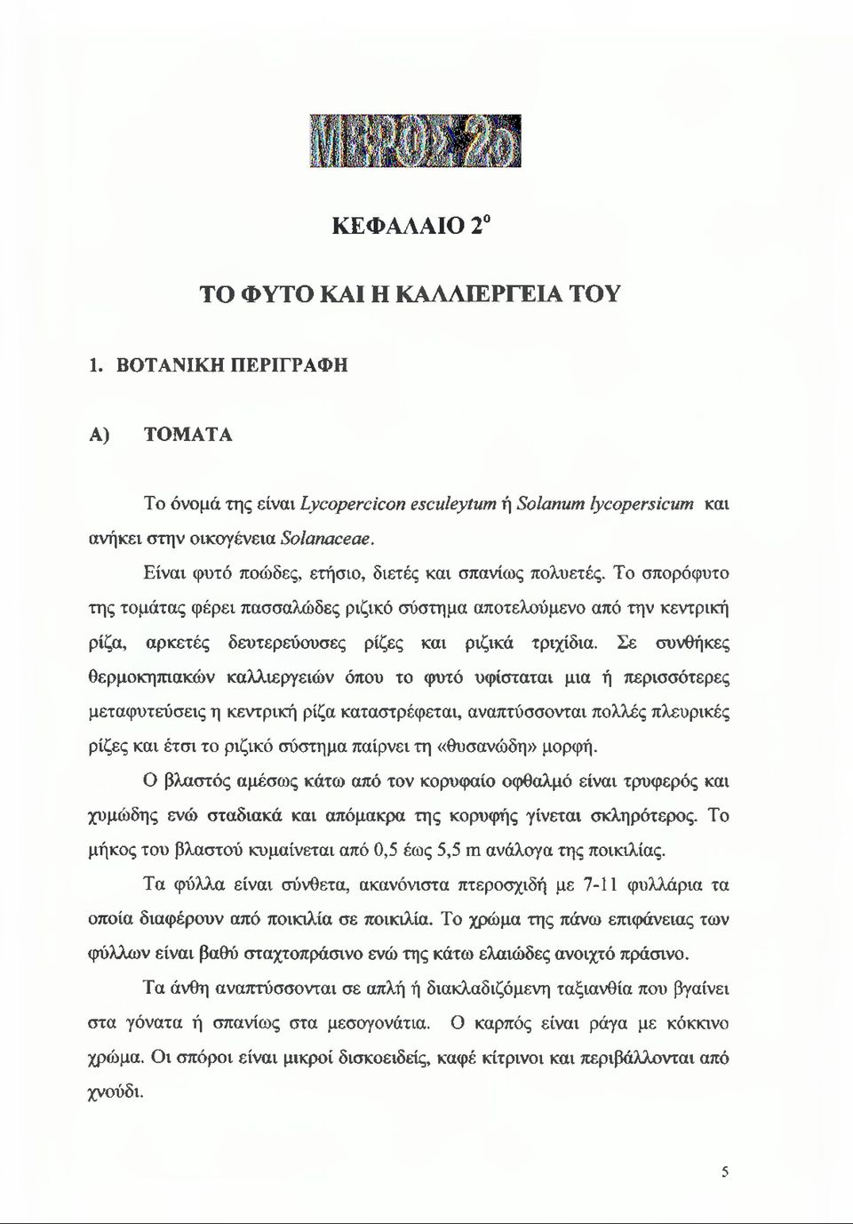 Σε συνθήκες θερμοκηπιακών καλλιεργειών όπου το φυτό υφίσταται μια ή περισσότερες μεταφυτεύσεις η κεντρική ρίζα καταστρέφεται, αναπτύσσονται πολλές πλευρικές ρίζες και έτσι το ριζικό σύστημα παίρνει