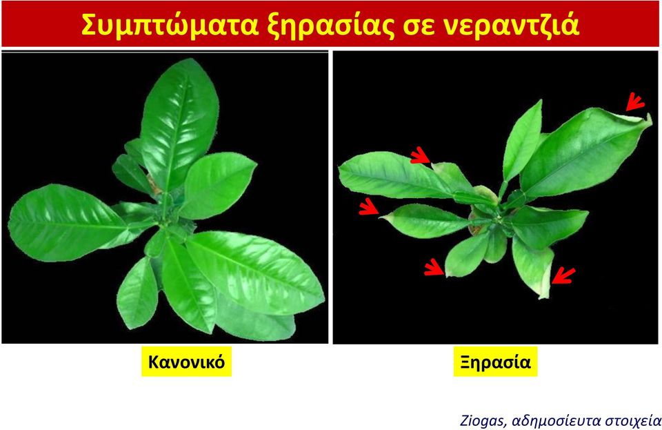 Κανονικό Ξηρασία