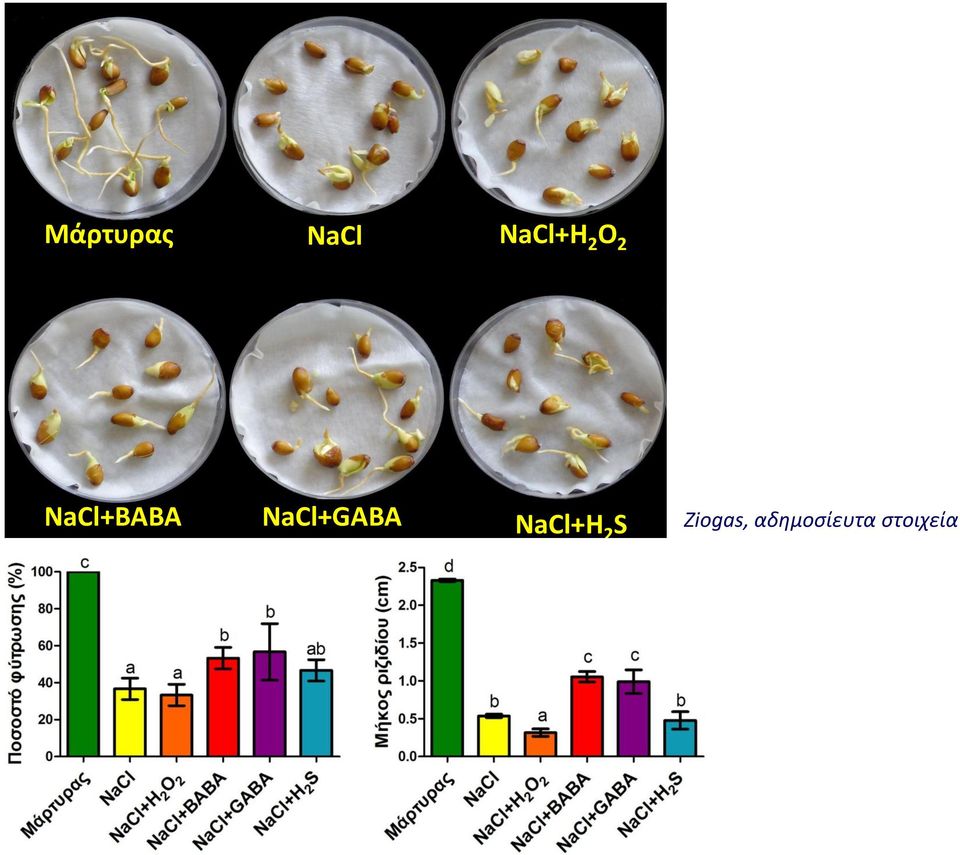 NaCl+GABA NaCl+H 2 S