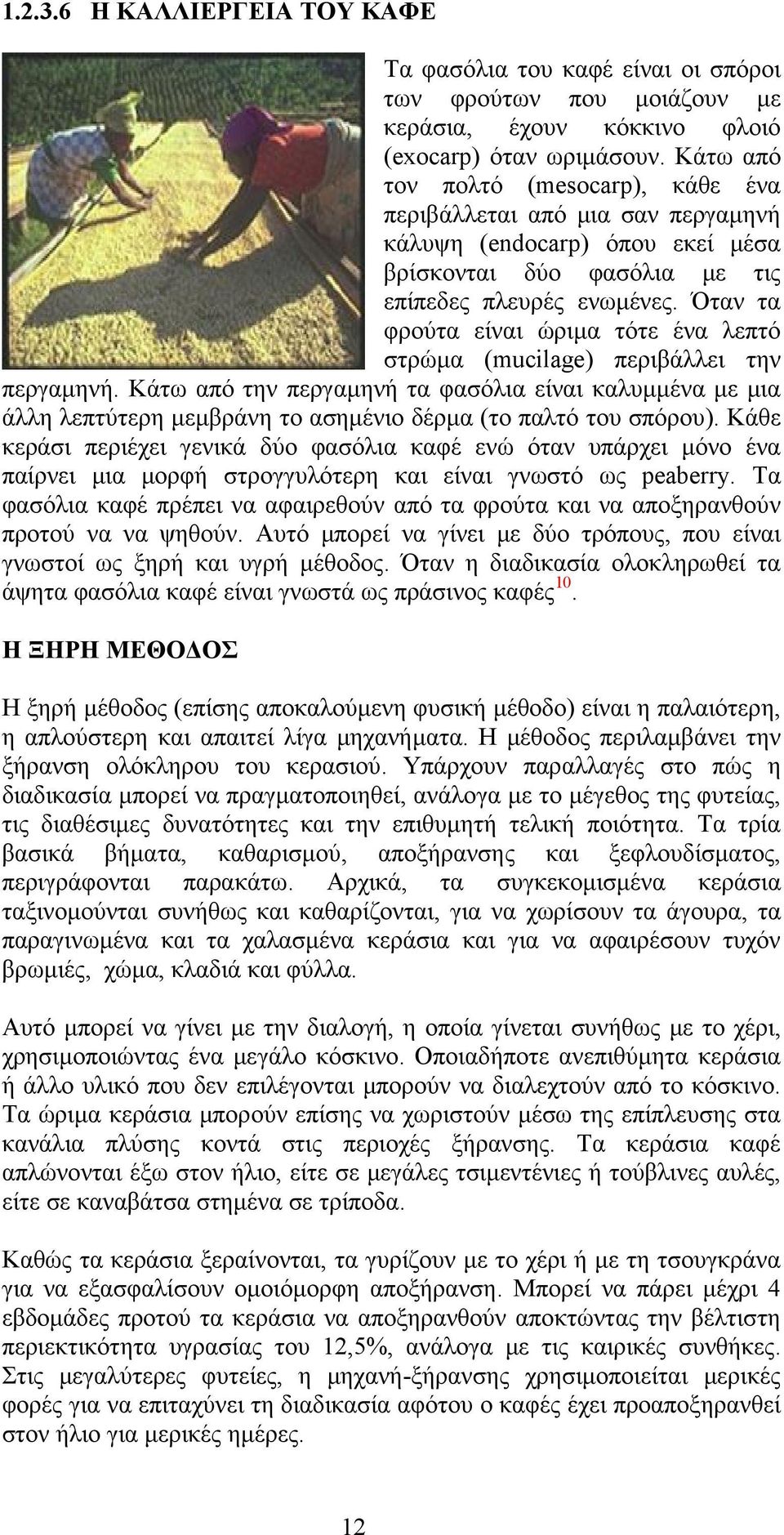 Όταν τα φρούτα είναι ώριμα τότε ένα λεπτό στρώμα (mucilage) περιβάλλει την περγαμηνή.