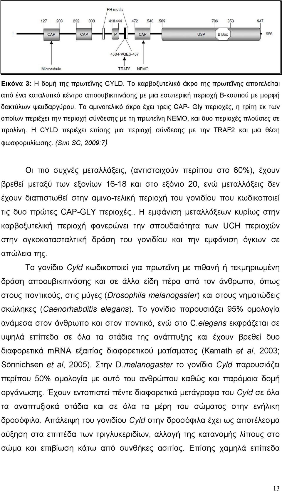 Η CYLD περιέχει επίσης μια περιοχή σύνδεσης με την TRAF2 και μια θέση φωσφορυλίωσης.