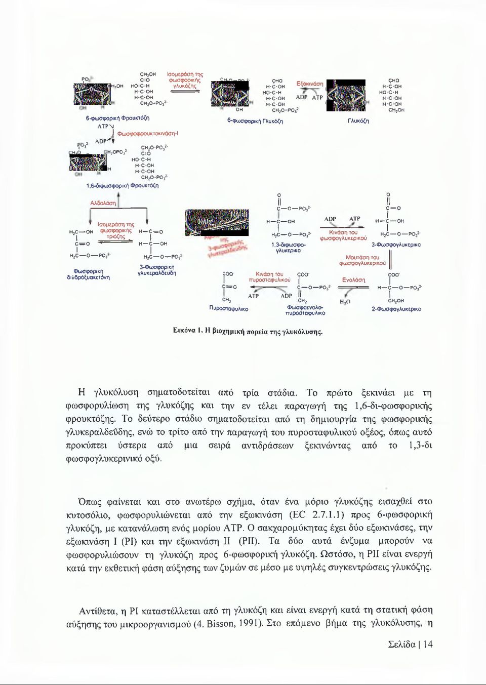 -p o 32 CHjO ο, ;Η,0Ρ03* C'-O HO-C-H H-C-OH ΟΗ H-C-OH c h 2o -p o 32 1.