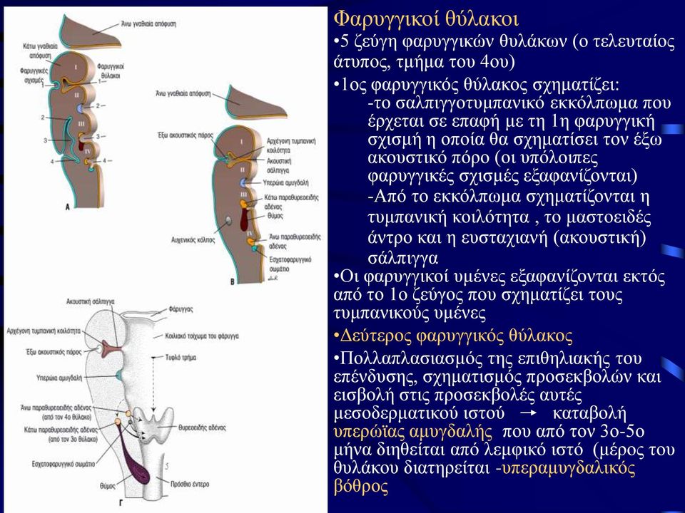 σάλπιγγα Οι φαρυγγικοί υμένες εξαφανίζονται εκτός από το 1ο ζεύγος που σχηματίζει τους τυμπανικούς υμένες Δεύτερος φαρυγγικός θύλακος Πολλαπλασιασμός της επιθηλιακής του επένδυσης, σχηματισμός