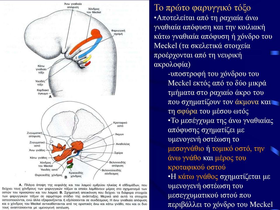 σχηματίζουν τον άκμονα και τη σφύρα του μέσου ωτός Το μεσέγχυμα της άνω γναθιαίας απόφυσης σχηματίζει με υμενογενή οστέωση το μεσογνάθιο ή τομικό