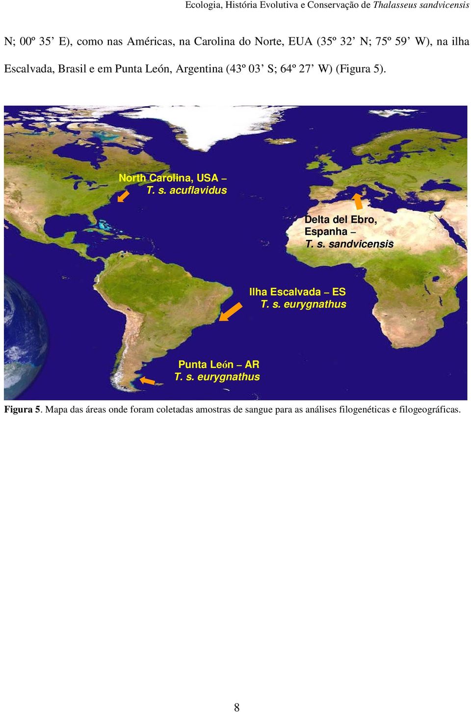 acuflavidus Delta del Ebro, Espanha T. s. sandvicensis Ilha Escalvada ES T. s. eurygnathus Punta León AR T.