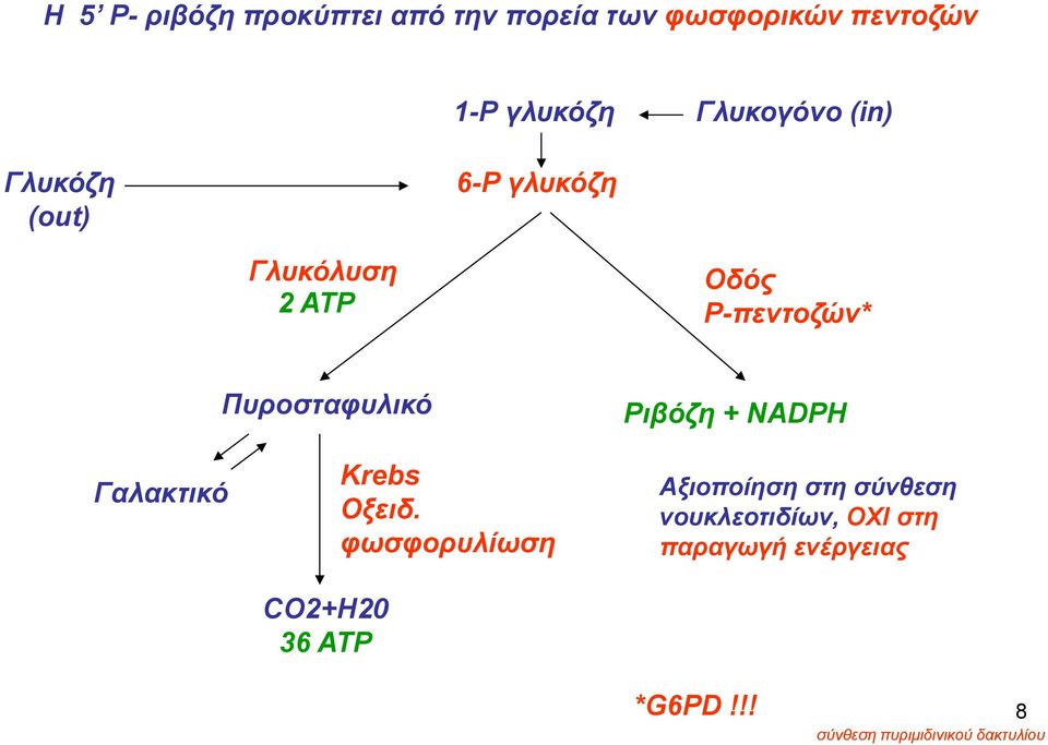 Πυροσταφυλικό Ριβόζη + ΝΑDPH Γαλακτικό C2+H20 36 ATP Κrebs Οξειδ.