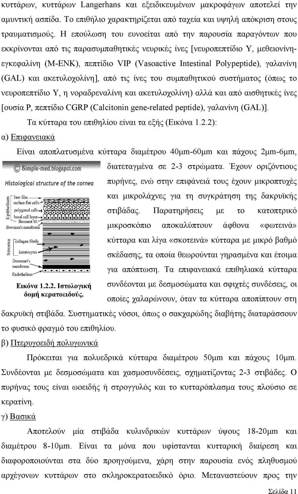 Polypeptide), γαλανίνη (GAL) και ακετυλοχολίνη], από τις ίνες του συμπαθητικού συστήματος (όπως το νευροπεπτίδιο Υ, η νοραδρεναλίνη και ακετυλοχολίνη) αλλά και από αισθητικές ίνες [ουσία Ρ, πεπτίδιο