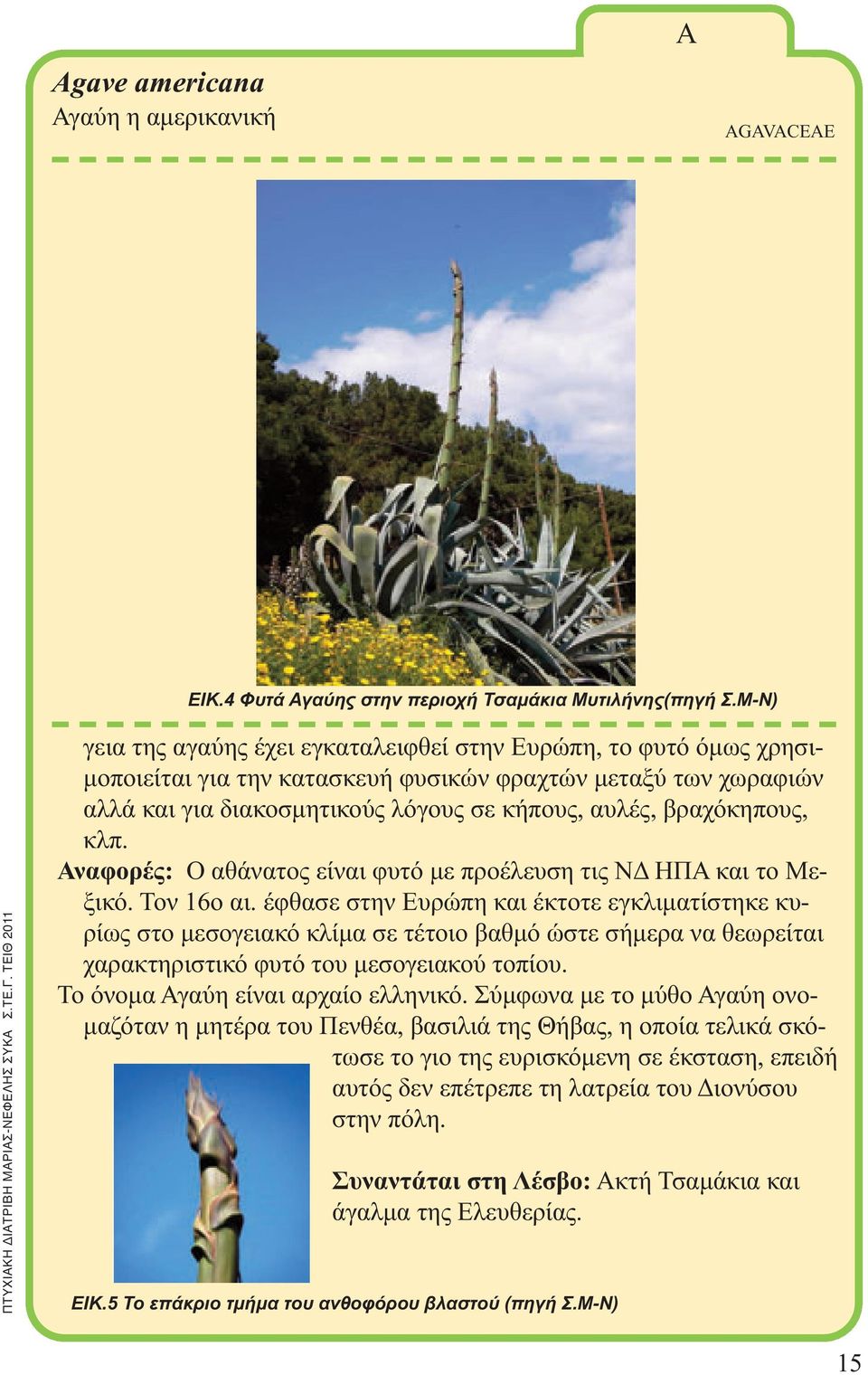 βραχόκηπους, κλπ. Αναφορές: Ο αθάνατος είναι φυτό με προέλευση τις ΝΔ ΗΠΑ και το Μεξικό. Τον 16ο αι.