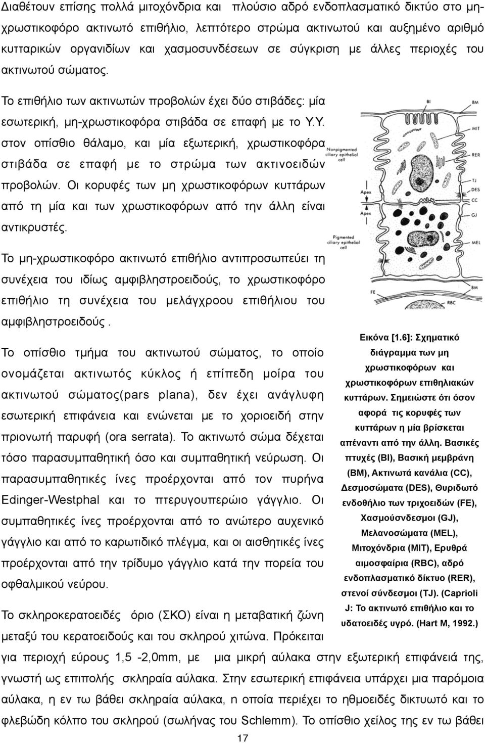 Υ. στον οπίσθιο θάλαµο, και µία εξωτερική, χρωστικοφόρα στιβάδα σε επαφή µε το στρώµα των ακτινοειδών προβολών.