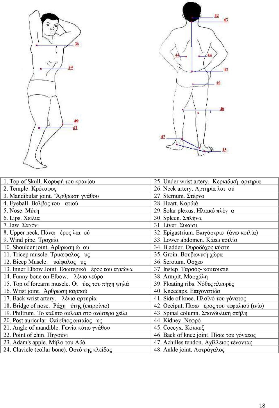 Επιγάστριο (άνω κοιλία) 9. Wind pipe. Τραχεία 33. Lower abdomen. Κάτω κοιλία 10. Shoulder joint. Άρθρωση ώμου 34. Bladder. Ουροδόχος κύστη 11. Tricep muscle. Τρικέφαλος μυς 35. Groin.
