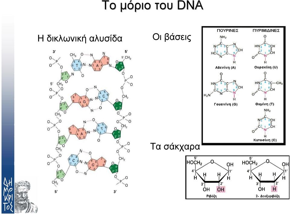 δικλωνική