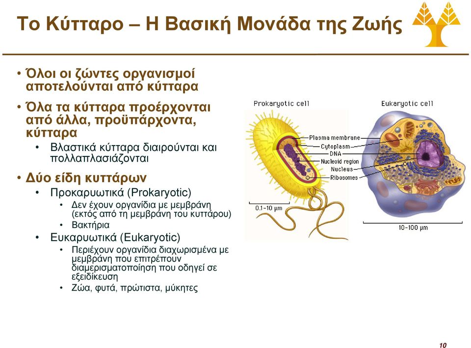 (Prokaryotic) Δεν έχουν οργανίδια με μεμβράνη (εκτός από τη μεμβράνη του κυττάρου) Βακτήρια Ευκαρυωτικά (Eukaryotic)