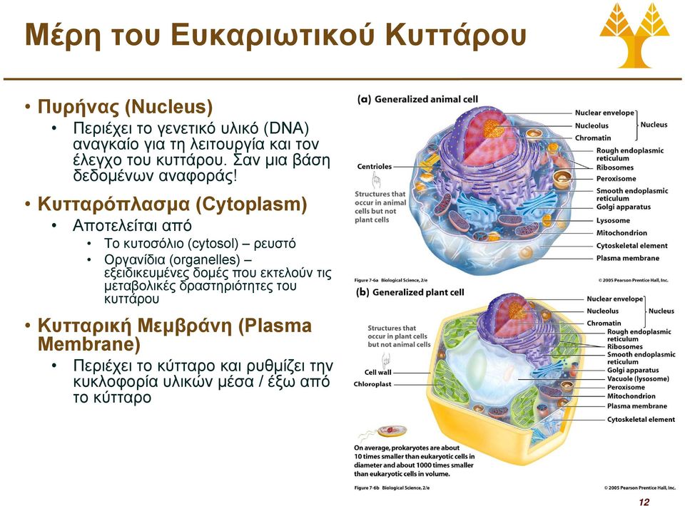 Κυτταρόπλασμα (Cytoplasm) Αποτελείται από Το κυτοσόλιο (cytosol) ρευστό Οργανίδια (organelles) εξειδικευμένες δομές