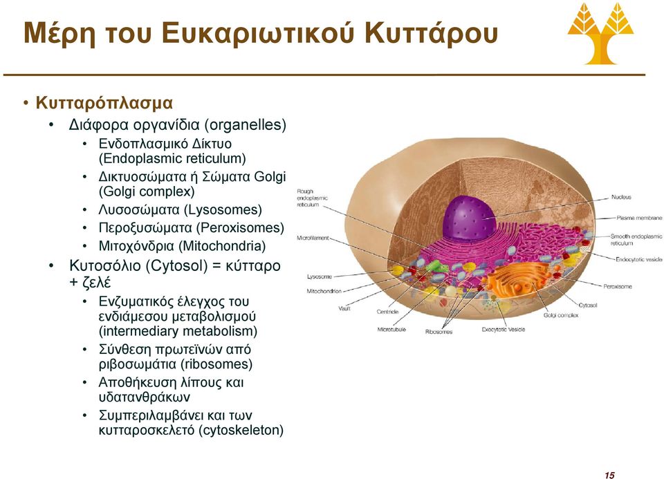 Κυτοσόλιο (Cytosol) = κύτταρο + ζελέ Ενζυματικός έλεγχος του ενδιάμεσου μεταβολισμού (intermediary metabolism) Σύνθεση