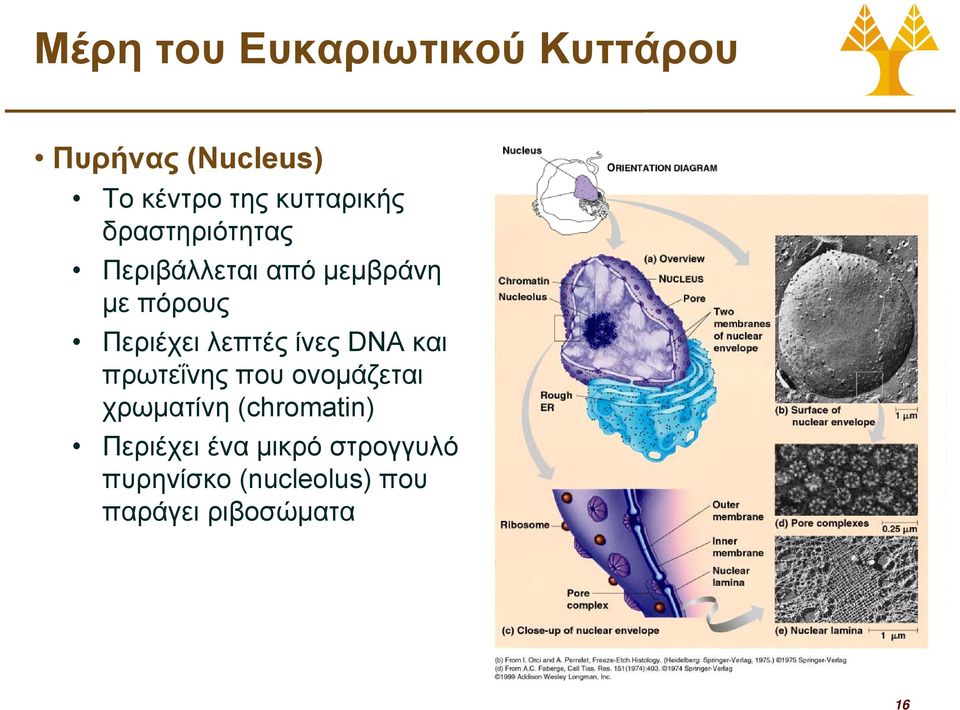 Περιέχει λεπτές ίνες DNA και πρωτεΐνης που ονομάζεται χρωματίνη