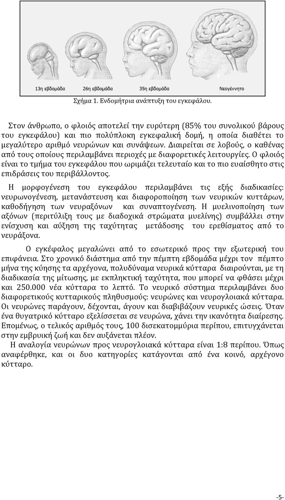 Διαιρείται σε λοβούς, ο καθένας από τους οποίους περιλαμβάνει περιοχές με διαφορετικές λειτουργίες.