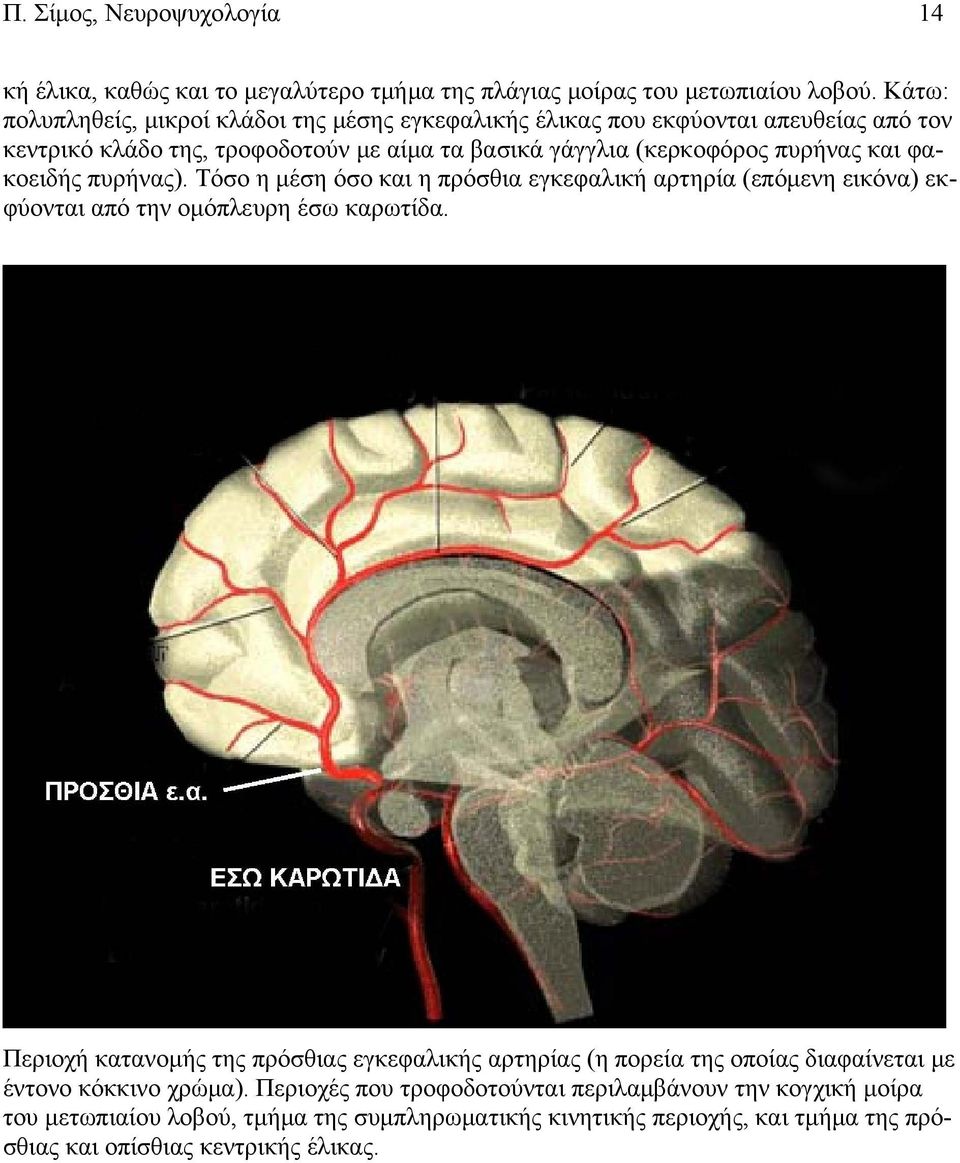 φακοειδής πυρήνας). Τόσο η μέση όσο και η πρόσθια εγκεφαλική αρτηρία (επόμενη εικόνα) εκφύονται από την ομόπλευρη έσω καρωτίδα.