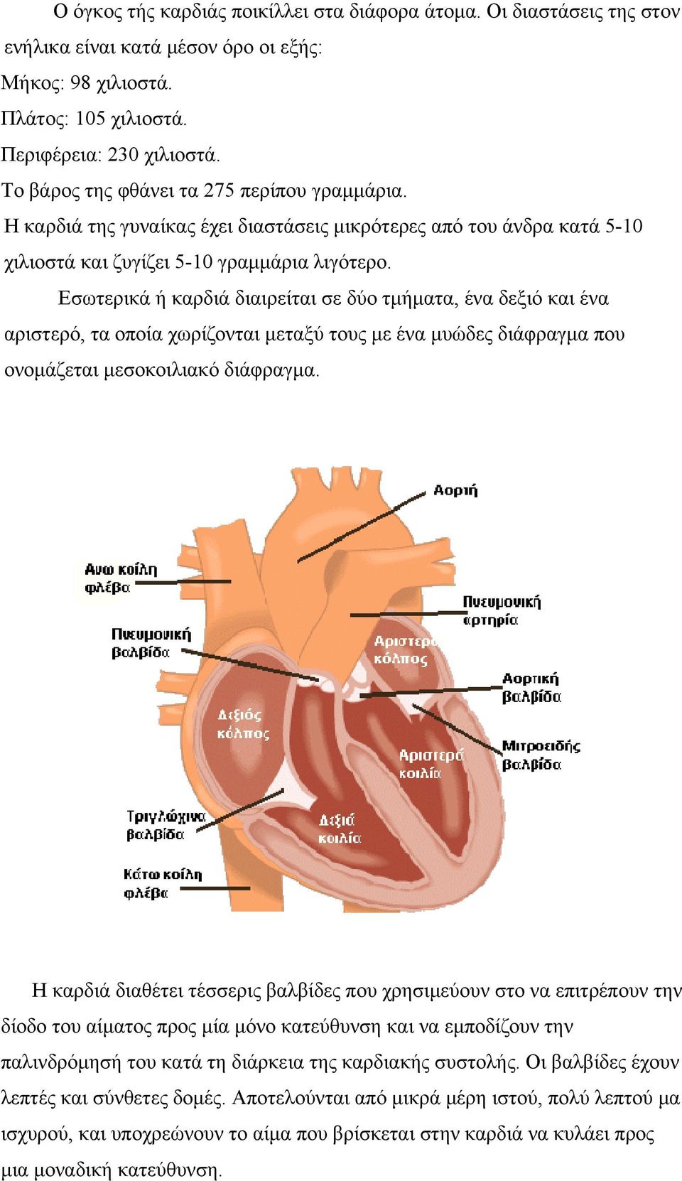 Εσωτερικά ή καρδιά διαιρείται σε δύο τμήματα, ένα δεξιό και ένα αριστερό, τα οποία χωρίζονται μεταξύ τους με ένα μυώδες διάφραγμα που ονομάζεται μεσοκοιλιακό διάφραγμα.