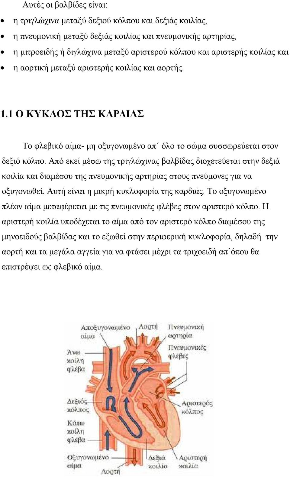 Από εκεί μέσω της τριγλώχινας βαλβίδας διοχετεύεται στην δεξιά κοιλία και διαμέσου της πνευμονικής αρτηρίας στους πνεύμονες για να οξυγονωθεί. Αυτή είναι η μικρή κυκλοφορία της καρδιάς.