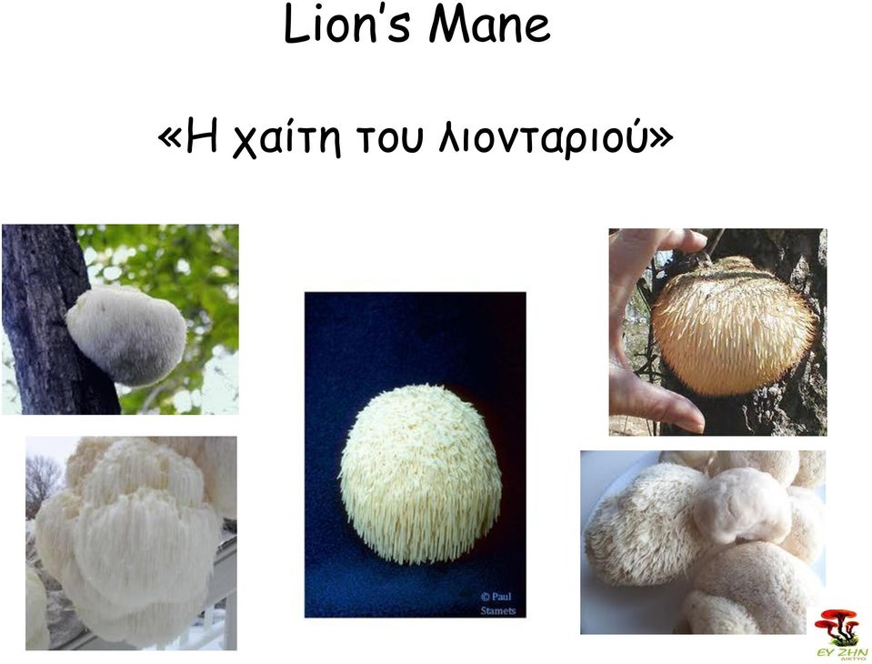 χαίτη του