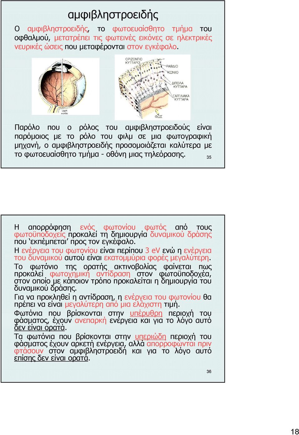 35 Η απορρόφηση ενός φωτονίου φωτός από τους φωτοϋποδοχείς προκαλεί τη δημιουργία δυναμικού δράσης που εκπέμπεται προς τον εγκέφαλο.