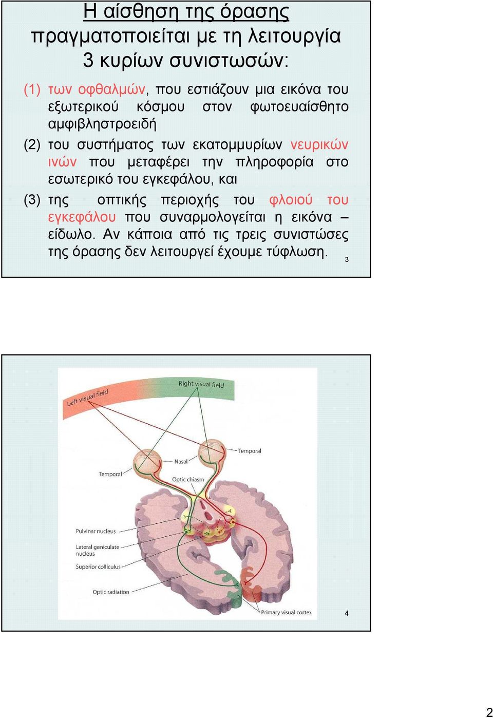 που μεταφέρει την πληροφορία στο εσωτερικό του εγκεφάλου, και (3) της οπτικής περιοχής του φλοιού του εγκεφάλου