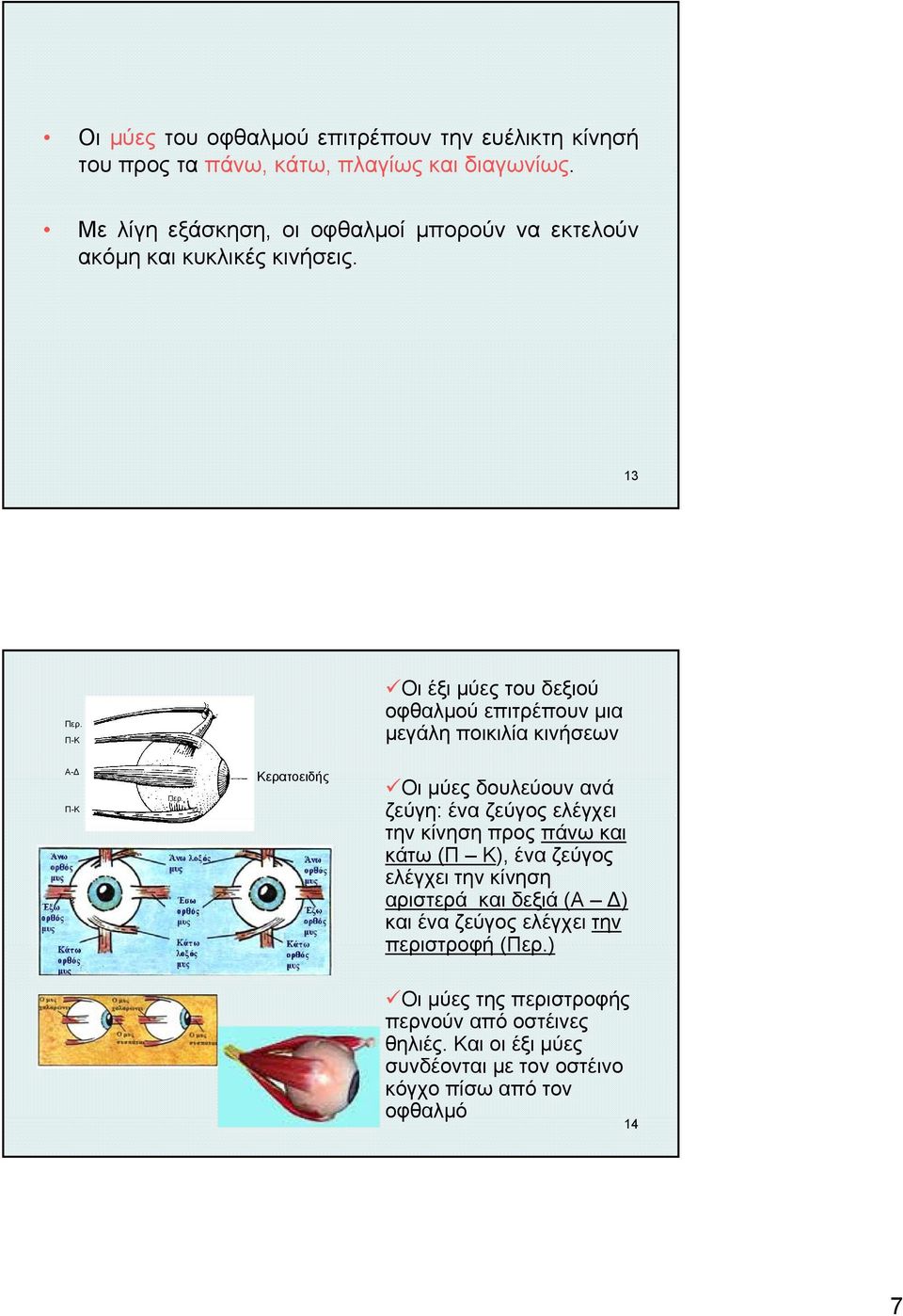 Π-Κ Οι έξι μύες του δεξιού οφθαλμού επιτρέπουν μια μεγάλη ποικιλία κινήσεων Α-Δ Π-Κ Περ.
