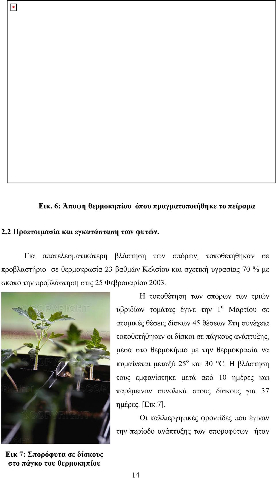 Η τοποθέτηση των σπόρων των τριών υβριδίων τομάτας έγινε την 1 η Μαρτίου σε ατομικές θέσεις δίσκων 45 θέσεων Στη συνέχεια τοποθετήθηκαν οι δίσκοι σε πάγκους ανάπτυξης, μέσα στο θερμοκήπιο με