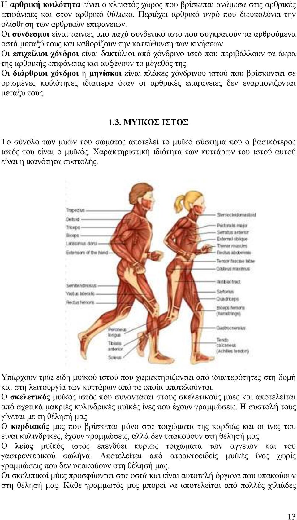 Οι επιχείλιοι χόνδροι είναι δακτύλιοι από χόνδρινο ιστό που περιβάλλουν τα άκρα της αρθρικής επιφάνειας και αυξάνουν το μέγεθός της.