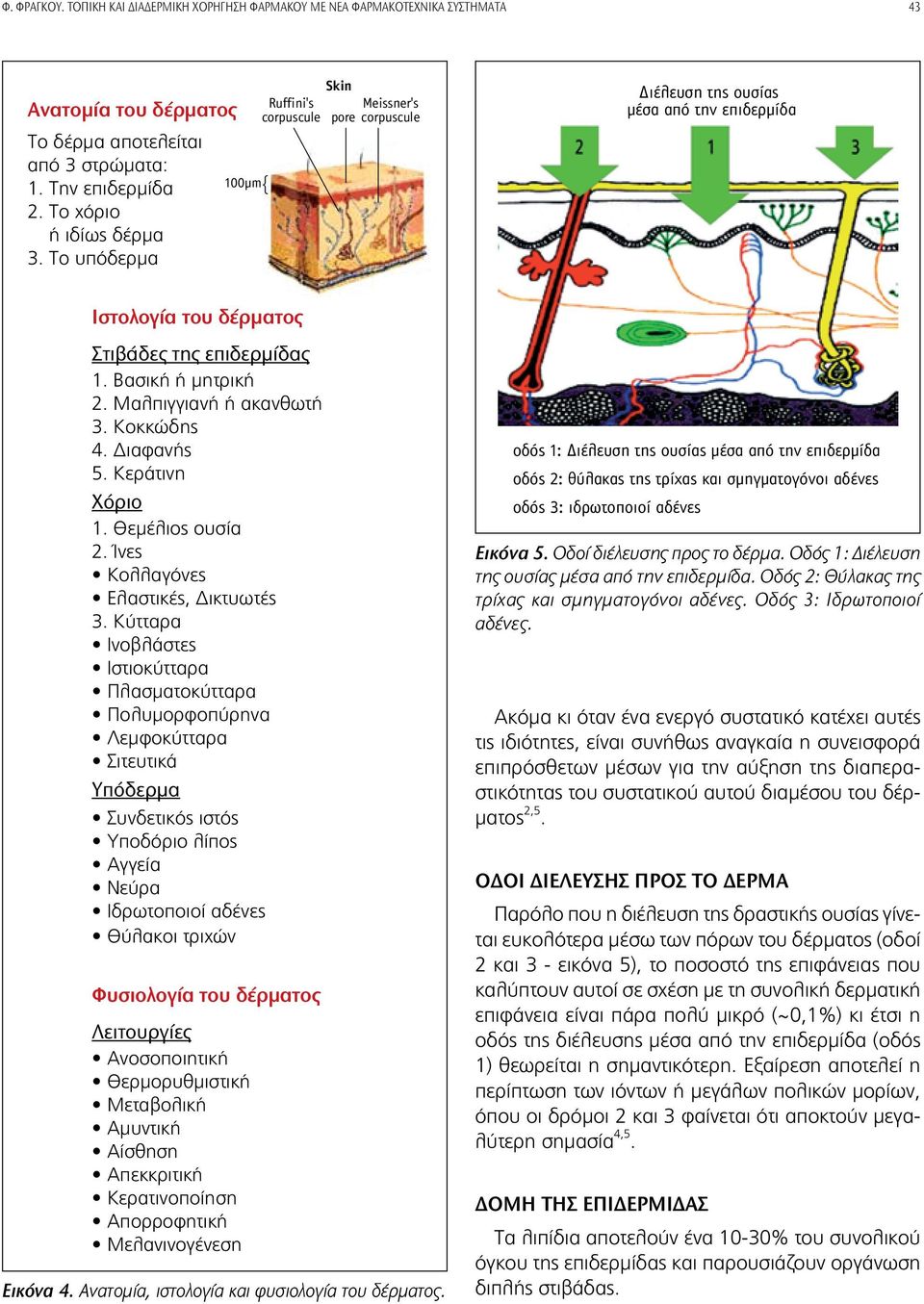 Μαλπιγγιανή ή ακανθωτή 3. Κοκκώδης 4. Διαφανής 5. Κεράτινη Χόριο 1. Θεμέλιος ουσία 2. Ίνες Κολλαγόνες Ελαστικές, Δικτυωτές 3.
