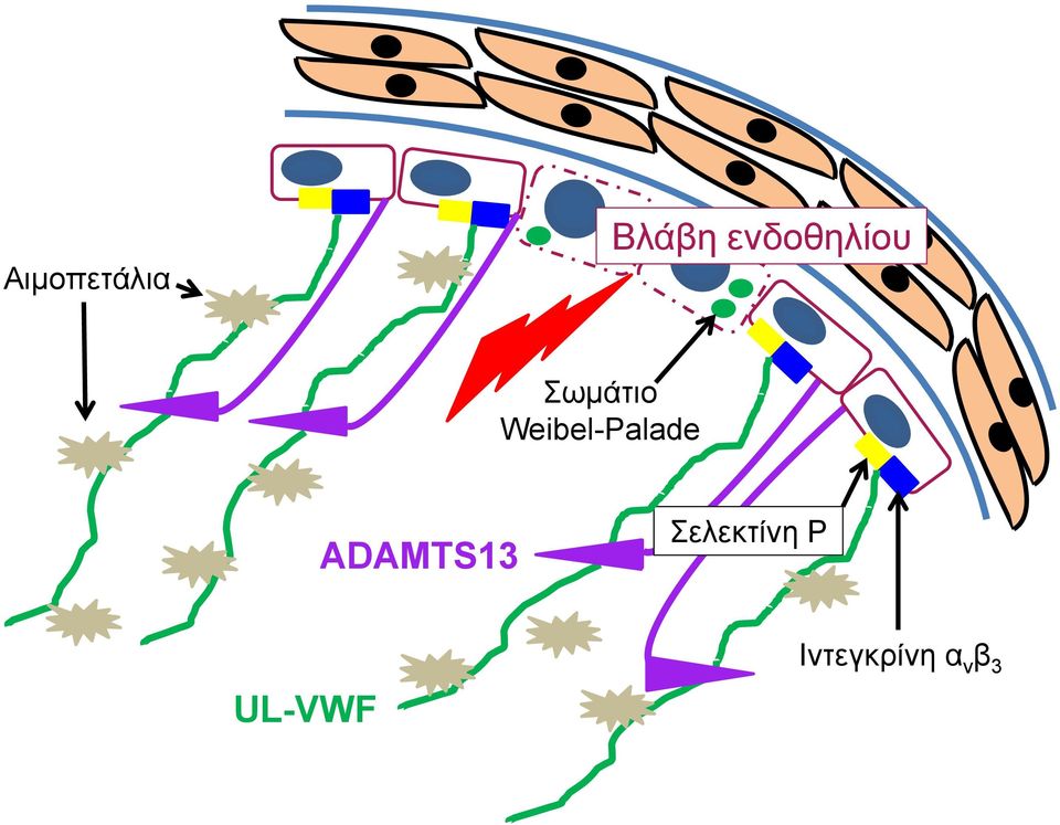 Weibel-Palade ADAMTS13