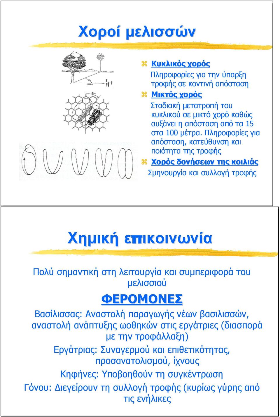 Πληροφορίες για απόσταση, κατεύθυνση και ποιότητα της τροφής Χορός δονήσεων της κοιλιάς Σμηνουργία και συλλογή τροφής Χημική επικοινωνία Πολύ σημαντική στη λειτουργία και