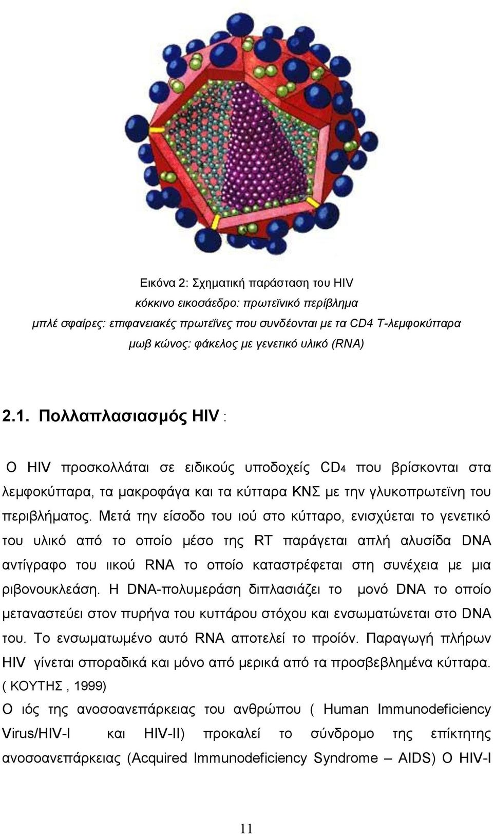 Μεηά ηελ είζνδν ηνπ ηνχ ζην θχηηαξν, εληζρχεηαη ην γελεηηθφ ηνπ πιηθφ απφ ην νπνίν κέζν ηεο RT παξάγεηαη απιή αιπζίδα DNA αληίγξαθν ηνπ ηηθνχ RNA ην νπνίν θαηαζηξέθεηαη ζηε ζπλέρεηα κε κηα