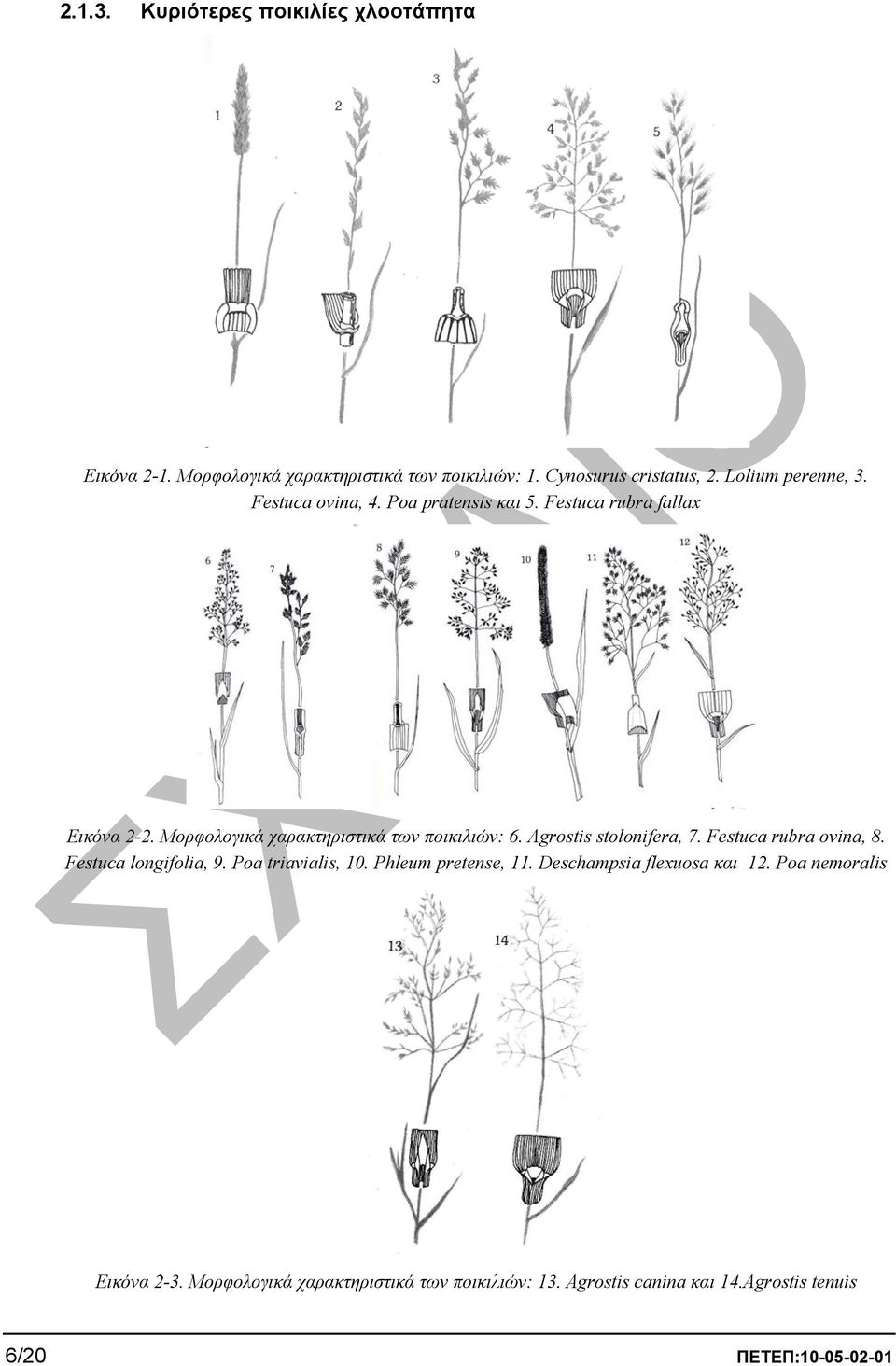 Μορφολογικά χαρακτηριστικά των ποικιλιών: 6. Agrostis stolonifera, 7. Festuca rubra ovina, 8. Festuca longifolia, 9.