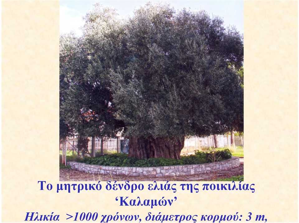 Καλαμών Ηλικία >1000