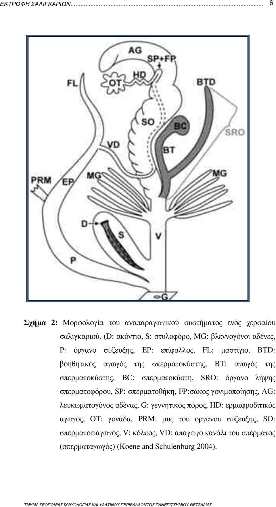 BT: αγωγός της σπερµατοκύστης, BC: σπερµατοκύστη, SRO: όργανο λήψης σπερµατοφόρου, SP: σπερµατοθήκη, FP:σάκος γονιµοποίησης, AG: λευκωµατογόνος