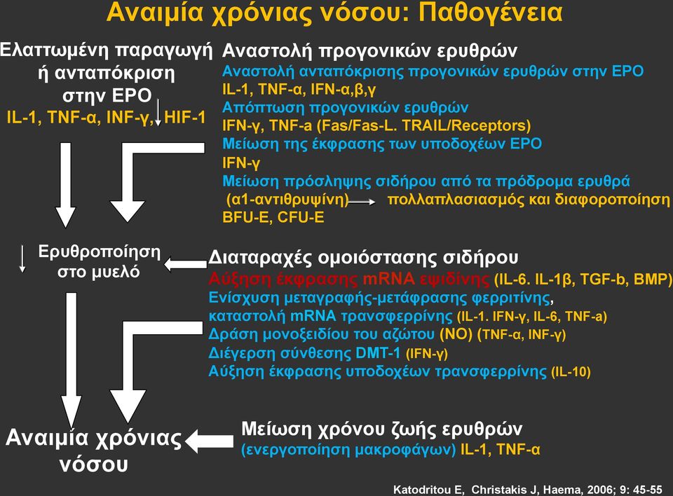 TRAIL/Receptors) Μείωση της έκφρασης των υποδοχέων ΕΡΟ IFN-γ Μείωση πρόσληψης σιδήρου από τα πρόδροµα ερυθρά (α1-αντιθρυψίνη) πολλαπλασιασµός και διαφοροποίηση BFU-E, CFU-E Eρυθροποίηση στο µυελό