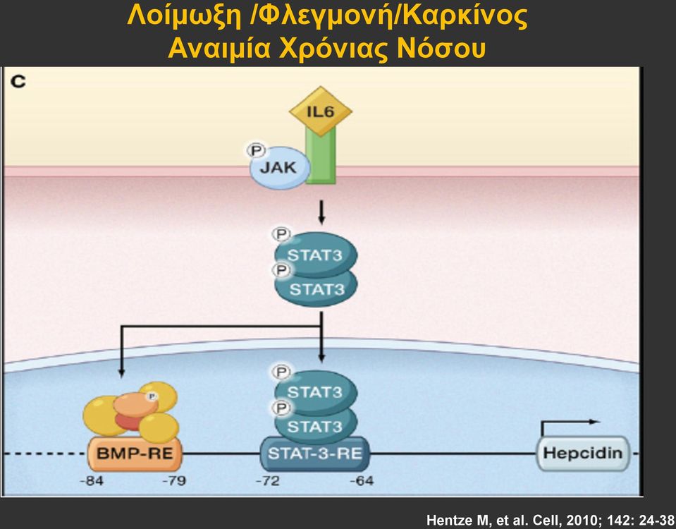 Αναιµία Χρόνιας Νόσου