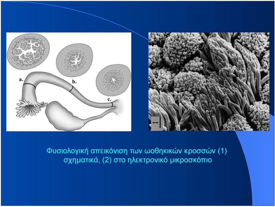 (1) σχηµατικά, (2) στο