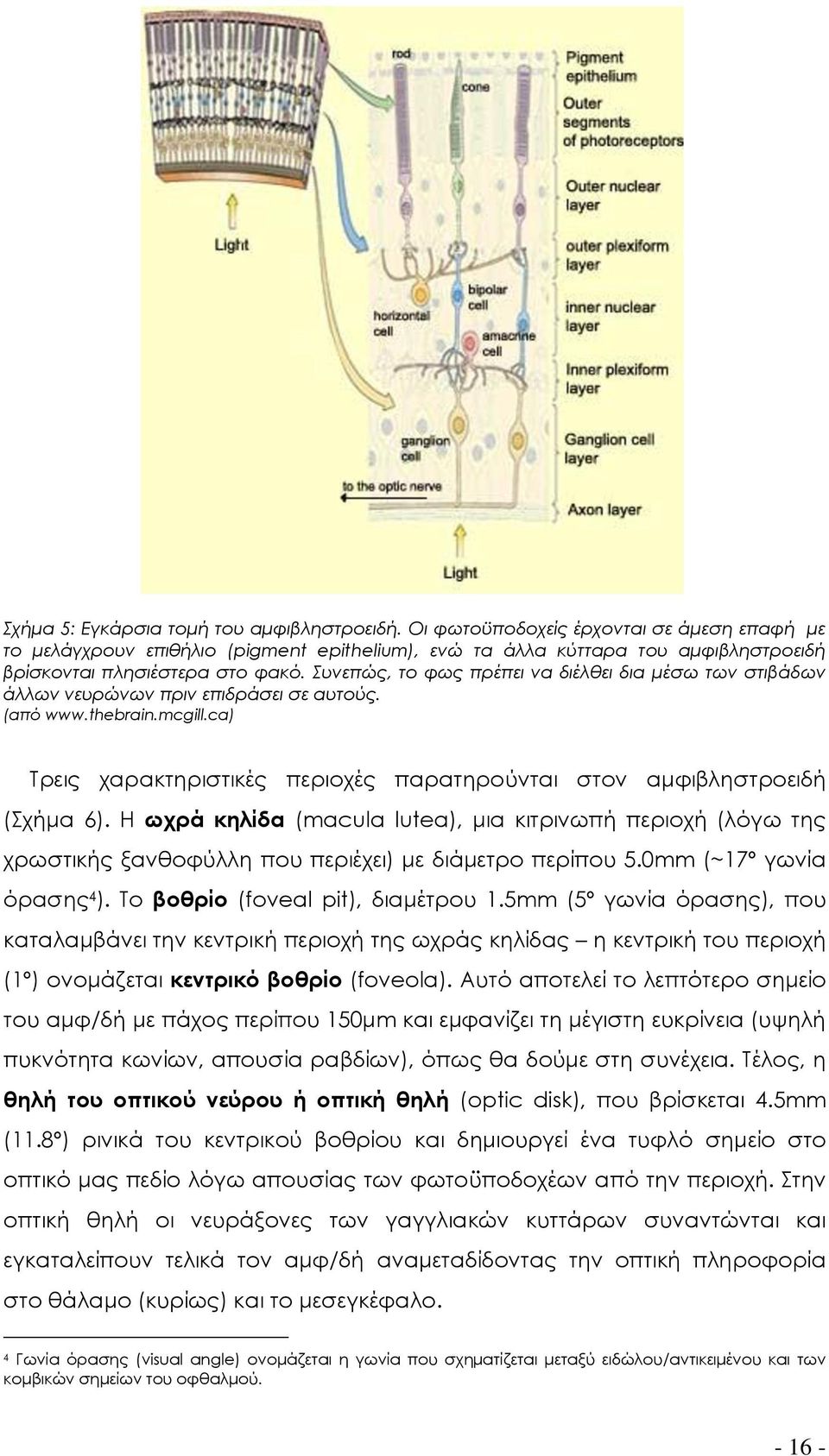 Συνεπώς, το φως πρέπει να διέλθει δια μέσω των στιβάδων άλλων νευρώνων πριν επιδράσει σε αυτούς. (από www.thebrain.mcgill.