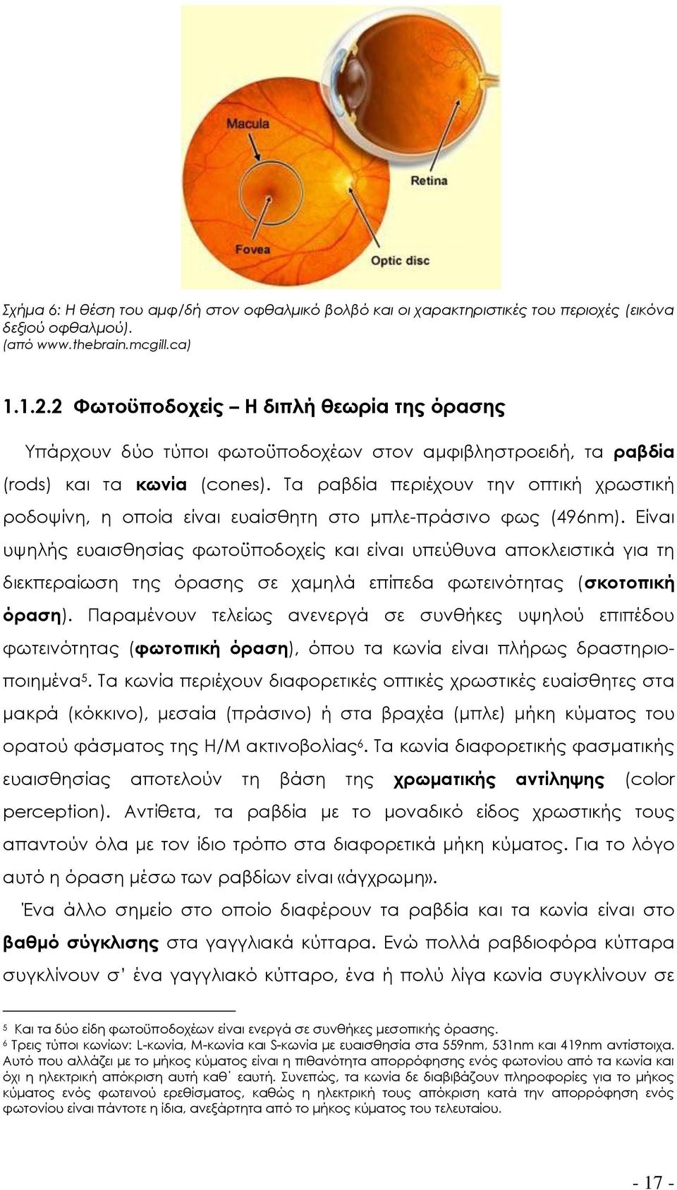 Σα ραβδία περιέχουν την οπτική χρωστική ροδοψίνη, η οποία είναι ευαίσθητη στο μπλε-πράσινο φως (496nm).