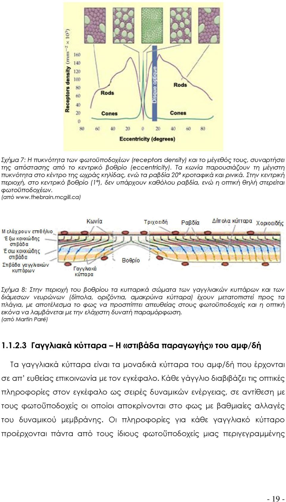 Στην κεντρική περιοχή, στο κεντρικό βοθρίο (1º), δεν υπάρχουν καθόλου ραβδία, ενώ η οπτική θηλή στερείται φωτοϋποδοχέων. (από www.thebrain.mcgill.