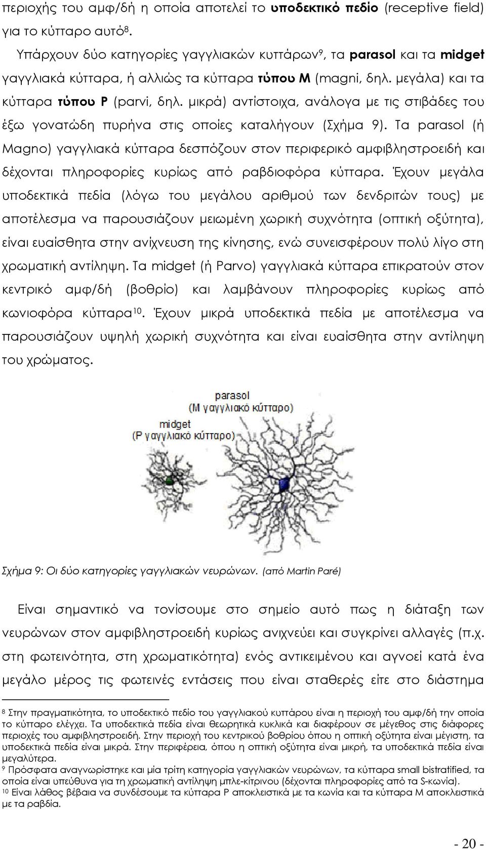 μικρά) αντίστοιχα, ανάλογα με τις στιβάδες του έξω γονατώδη πυρήνα στις οποίες καταλήγουν (χήμα 9).