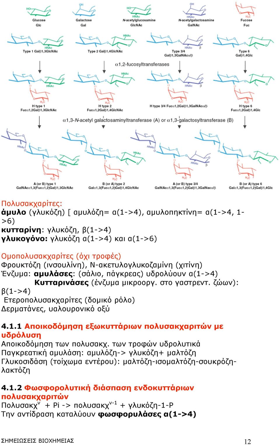 ζώων): β(1->4) Ετεροπολυσακχαρίτες (δοµικό ρόλο) Δερµατάνες, υαλουρονικό οξύ 4.1.1 Αποικοδόµηση εξωκυττάριων πολυσακχαριτών µε υδρόλυση Αποικοδόµηση των πολυσακχ.